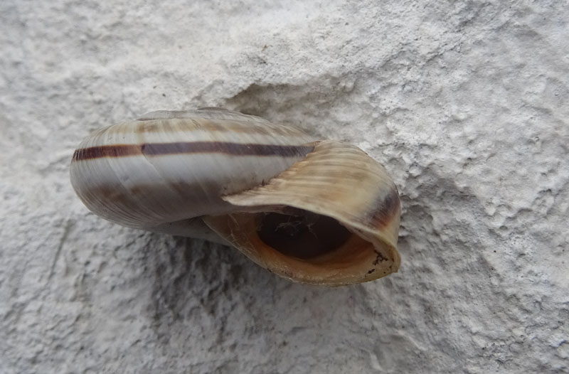 Chilostoma cingulatum....del Monte Stivo (TN)